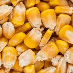 Whole Maize 5kg